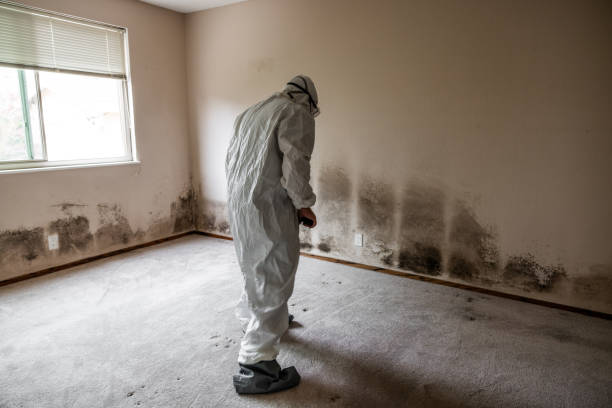 Professional Mold Remediation in Chester Heights, PA